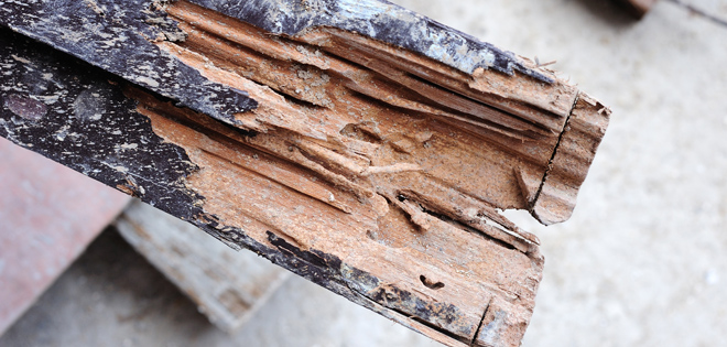 Environmental Services